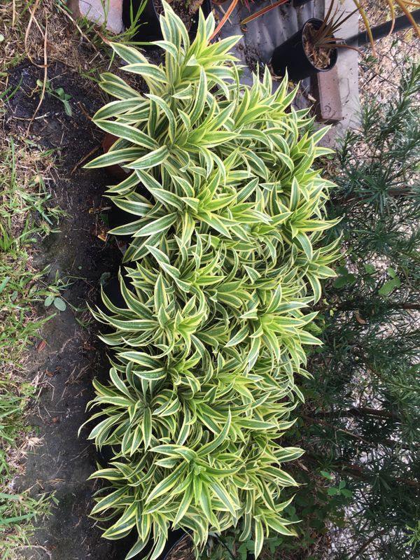 Bromeliads, Lava burst pineapple, song of India plants for Sale in Boca