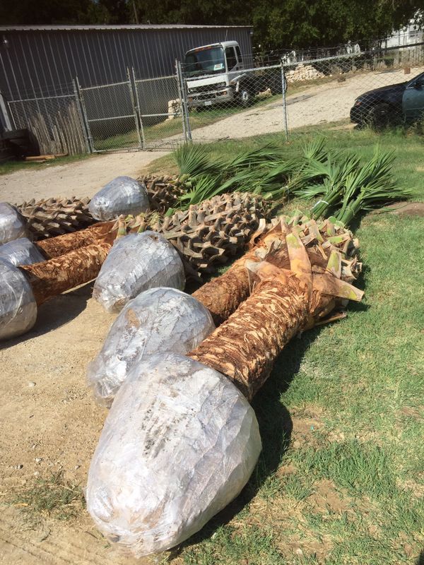 Texas sable palm trees for Sale in Fort Worth, TX OfferUp
