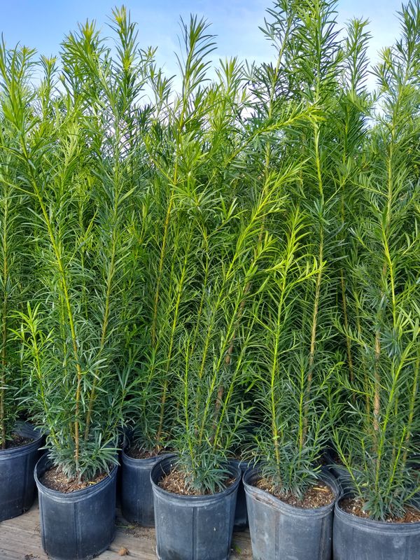 Super Beautiful and big Podocarpus plants for privacy! 4