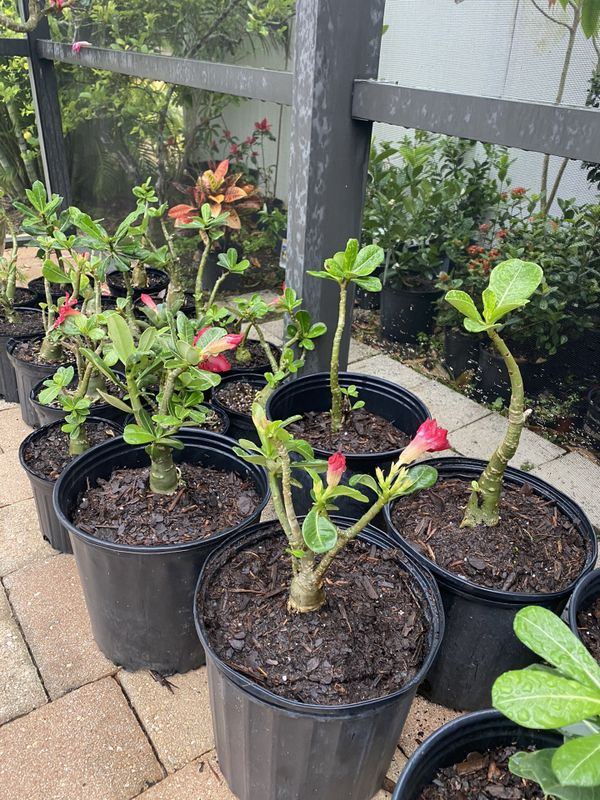 3 gallon desert roses for Sale in Riverview, FL OfferUp
