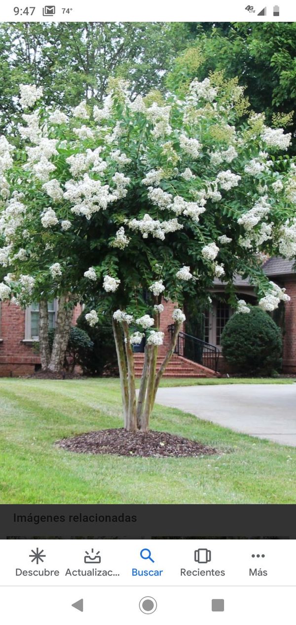 Natchez crepe myrtle (white color) for Sale in Houston, TX - OfferUp