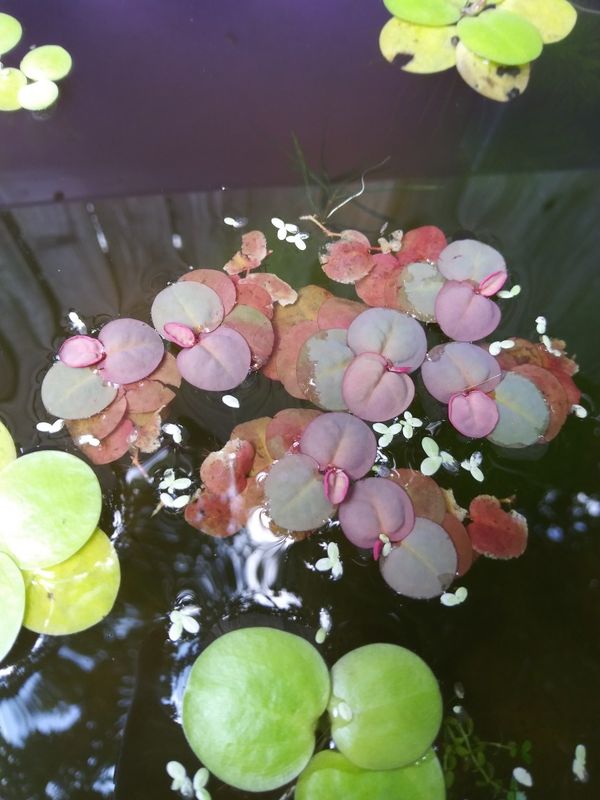 Floating Live aquarium plants(red root floaters and Amazon