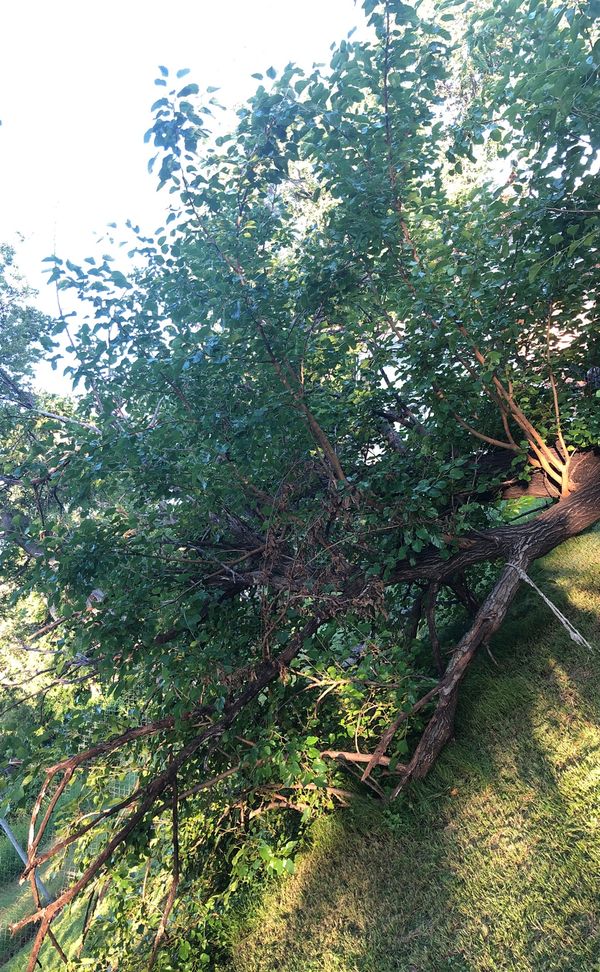 white mulberry tree for sale near me