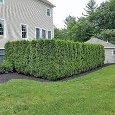 Emerald Green Arborvitae For Privacy Fences for Sale in Kent, WA - OfferUp