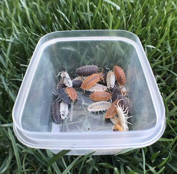 Color mix isopods (porcellio scaber) for bioactive terrariums and