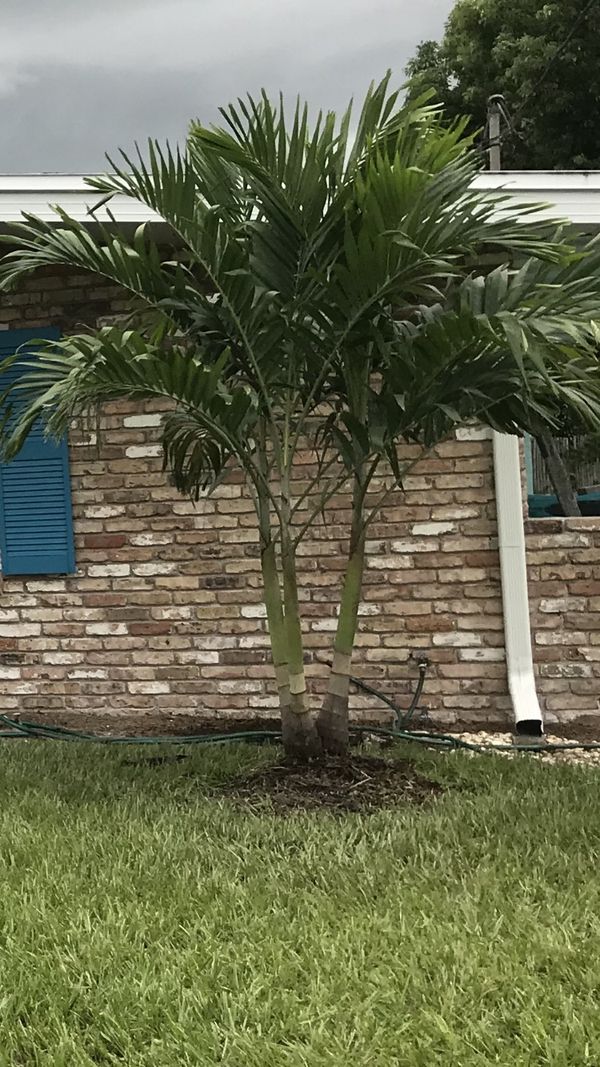 30 gallon Christmas palms delivered and planted for Sale in Orlando, FL