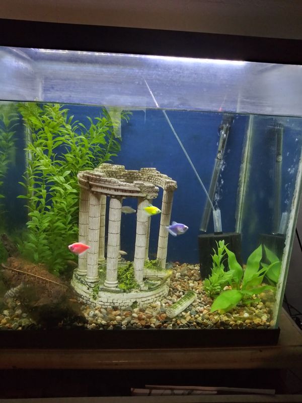 65 gallon tall fish tank for Sale in Inverness, FL OfferUp