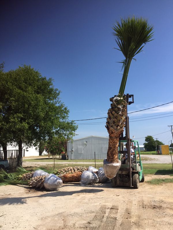 Texas sable palm trees for Sale in Fort Worth, TX OfferUp