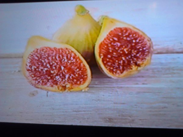 fig tree in white pot