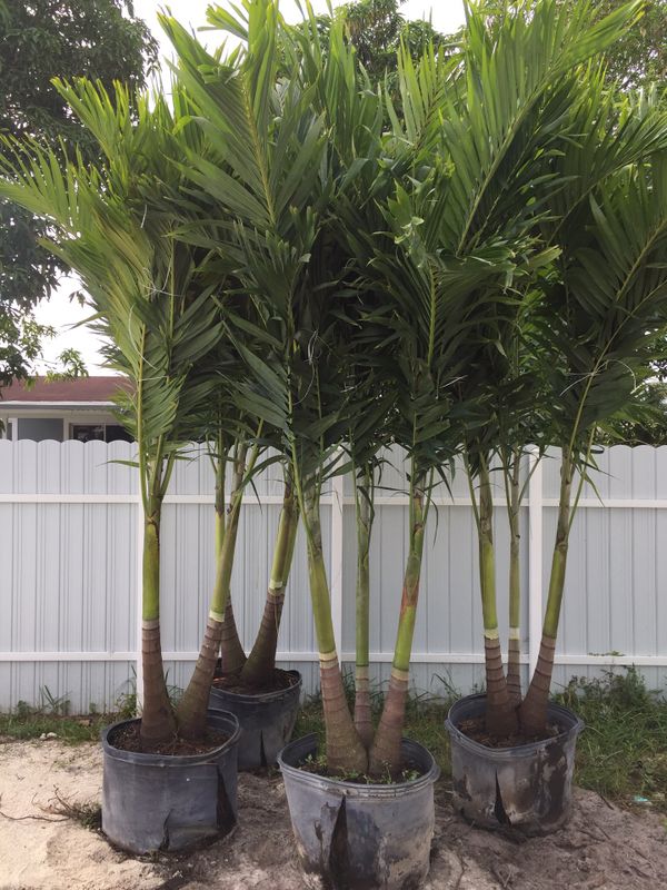 Triple Christmas Palm Trees For Sale In Pembroke Pines, Fl - Offerup