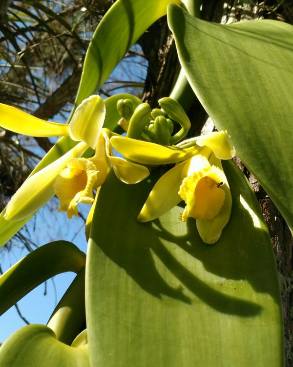 Vanilla Bean Orchid for Sale in VLG WELLINGTN, FL OfferUp