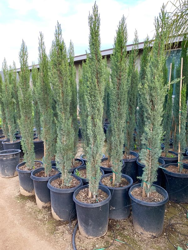 Italian Cypress trees 15 gallons 6 feet tall when planted for Sale in