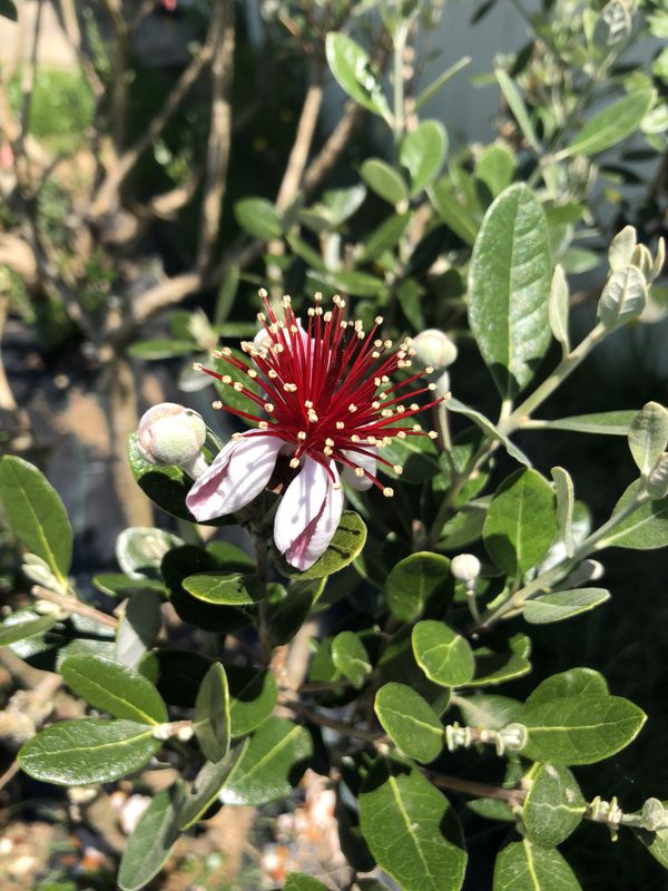 Pineapple Guava Plants 4’ tall!!! for Sale in Seattle, WA OfferUp
