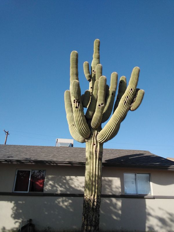 Cactus for Sale in Apache Junction, AZ - OfferUp