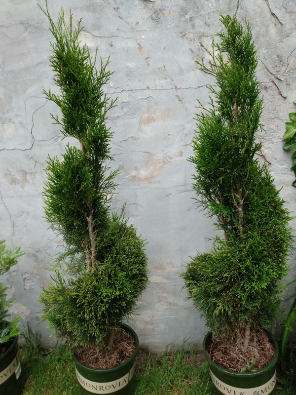 Emerald green arborvitae topiary ever green for Sale in Tacoma, WA - OfferUp