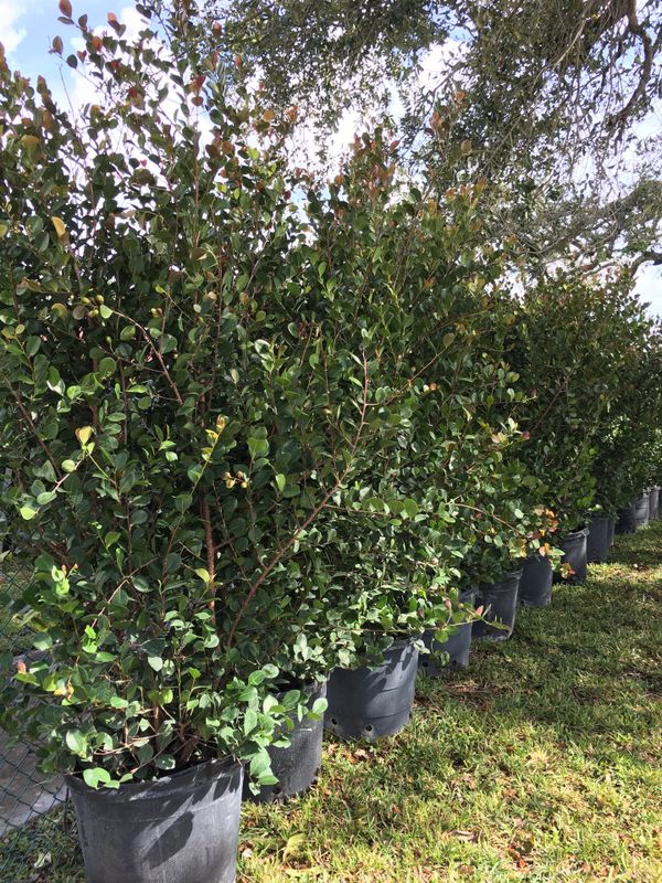 Coco plum trees hedge plants for privacy fence for Sale in Cooper City ...