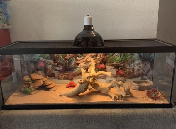 Terrarium Reptile Tank 30 Gallon for Sale in Rialto, CA - OfferUp