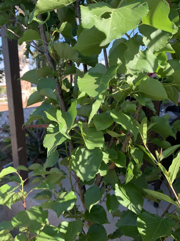 Chabacan/ apricot tree for Sale in Moreno Valley, CA OfferUp