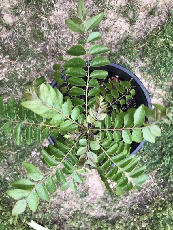 Large Indian curry leaf plant for Sale in Irving, TX OfferUp
