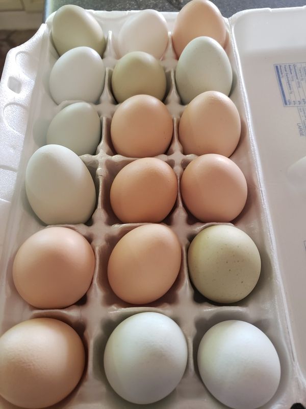 Organic Chicken Eggs for Sale in Laveen Village, AZ OfferUp