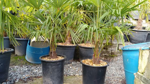 Perfect Plants 1 Gal. Windmill Palm Tree At Tractor Supply Co