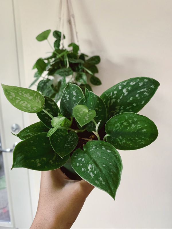 Silver Satin Pothos Plant Cuttings Scindapsus pictus for Sale in
