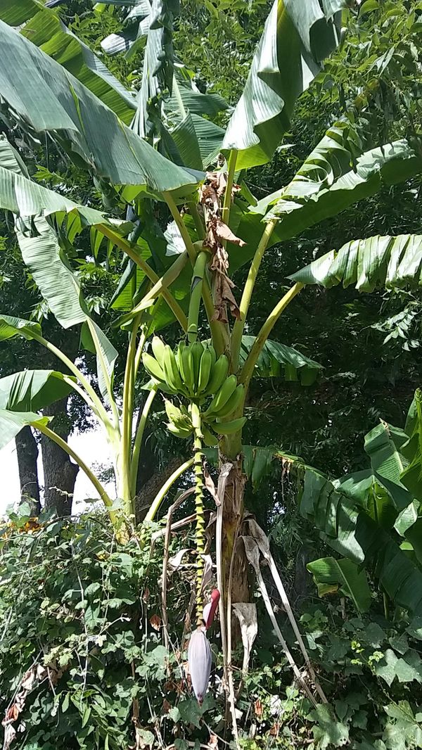 Banana Trees that produce Bananas for Sale in Houston, TX OfferUp