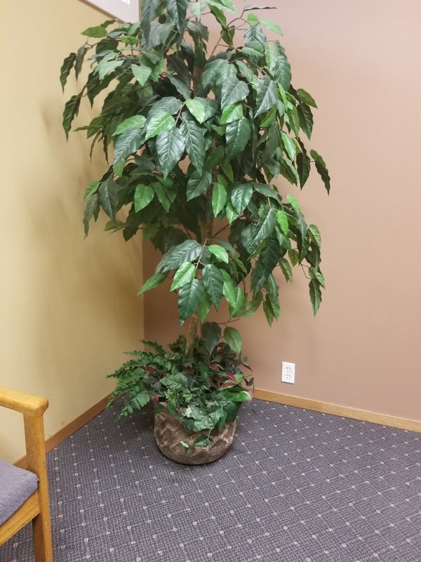 Large Silk trees for Sale in Puyallup, WA OfferUp