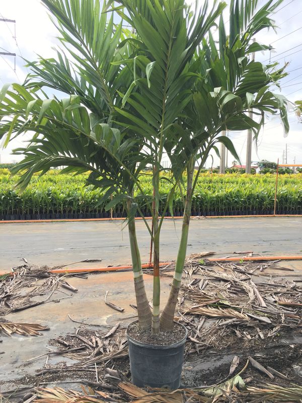 Triple Christmas palm trees for Sale in Opa-locka, FL - OfferUp