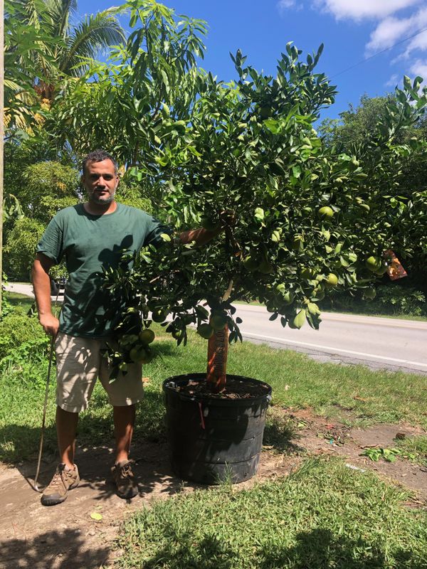 Fruit trees for Sale in Miami, FL OfferUp
