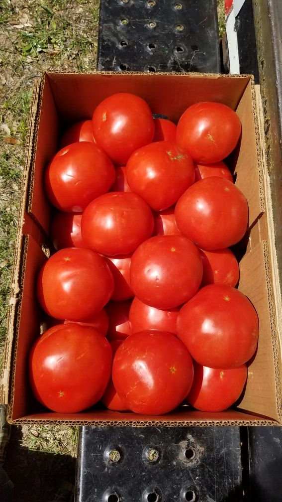 RUSKIN TOMATOES...25LBS 11.99 for Sale in Homosassa, FL OfferUp