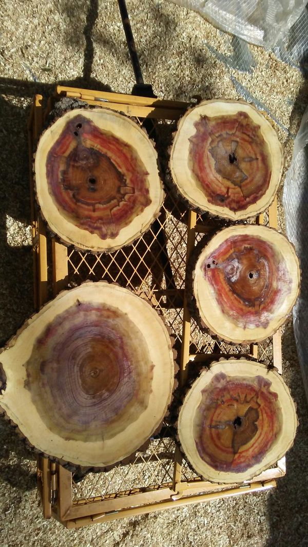 Unique Large Tree Slices, Live Bark Edge Wood Rounds for Sale in CEDAR