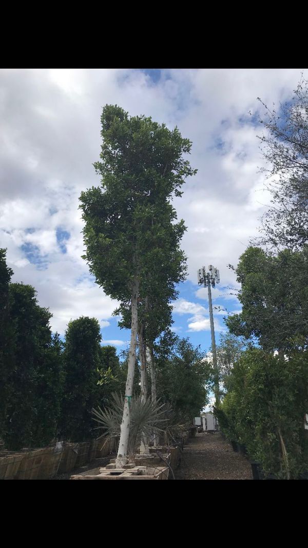 Ficus Indian laurel tree 36 gallon for Sale in Mesa, AZ ...