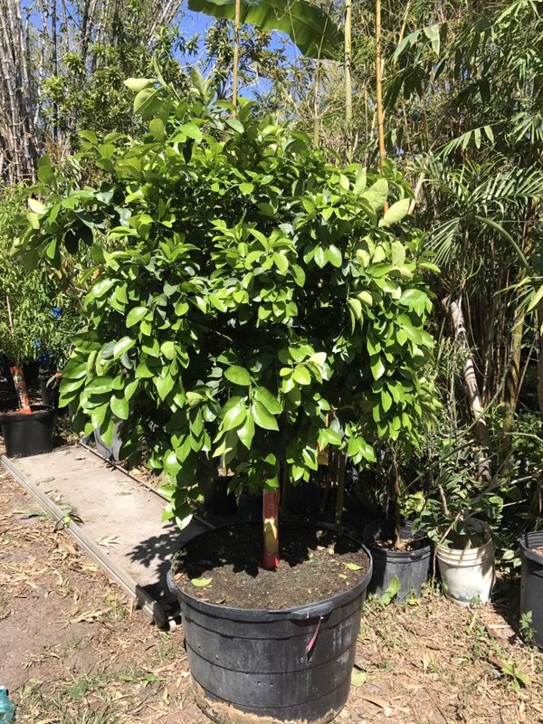 Tropical Fruit Trees for Sale in Miami, FL - OfferUp