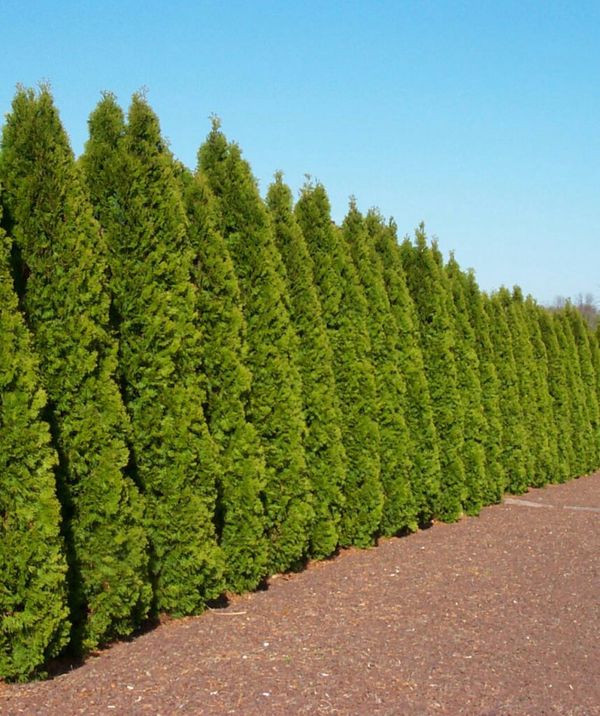 Emerald Green Arborvitae For Privacy Fences for Sale in Kent, WA - OfferUp