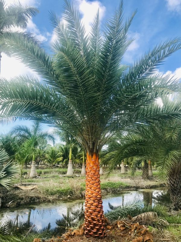 Sylvester Palm Tree for Sale in Miami, FL - OfferUp