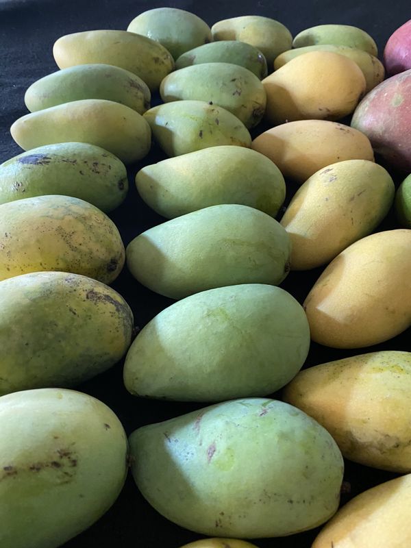 20 Carabao Mango -Philippines Mangos. reputed internationally for its