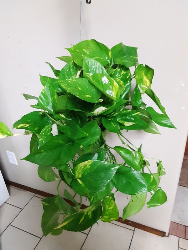 Pothos hanging plants 6 inches pot for Sale in Chula Vista
