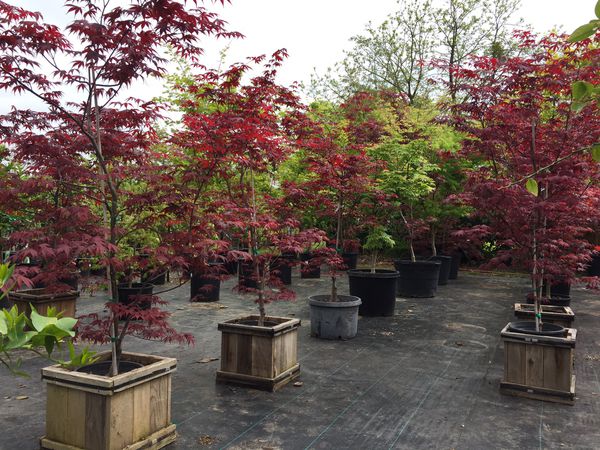 Large selection of Japanese maples for Sale in Sacramento, CA - OfferUp