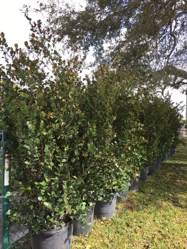 Coco plum trees hedge plants for privacy fence for Sale in Cooper City ...