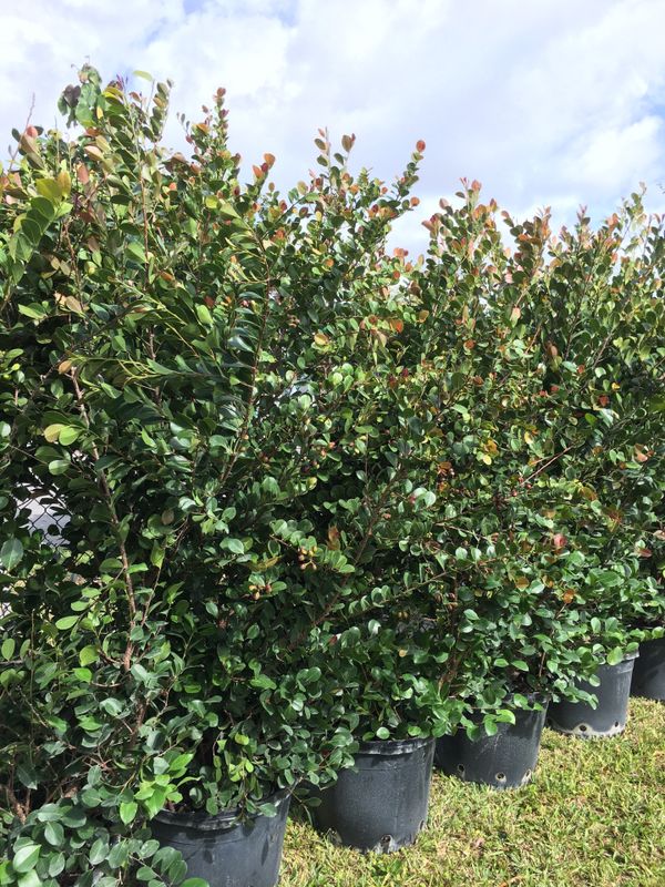 Coco plum trees hedge plants for privacy fence for Sale in Cooper City ...