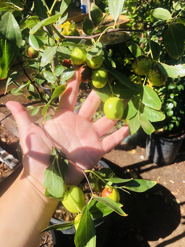 Jujube trees for Sale in Hesperia, CA OfferUp