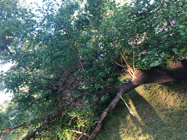 white mulberry tree for sale near me