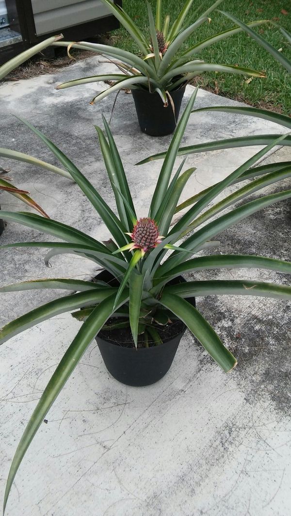 Pineapple Plants Sale for Sale in Fort Pierce, FL OfferUp