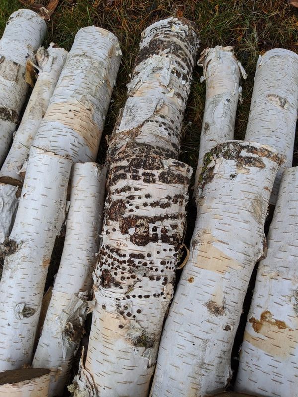 White Paper Birch Tree Logs for Sale in Kent, WA OfferUp