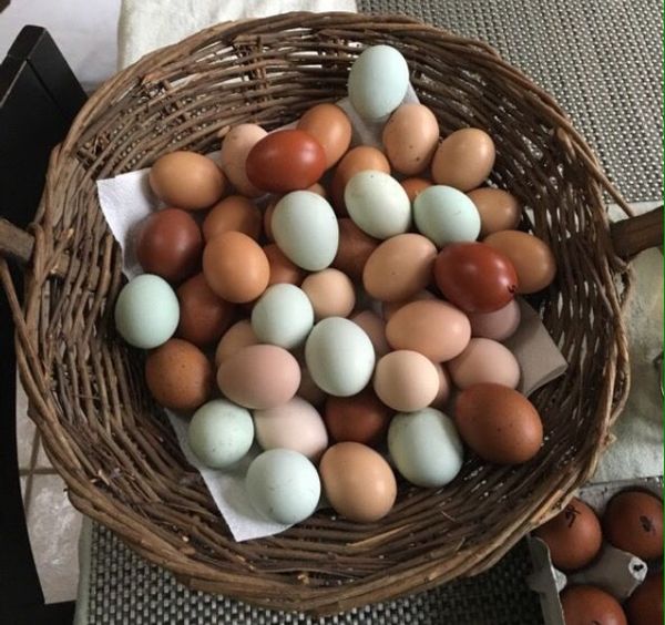 Organic Farm Fresh Fertile Eggs for Sale in Woodinville, WA OfferUp
