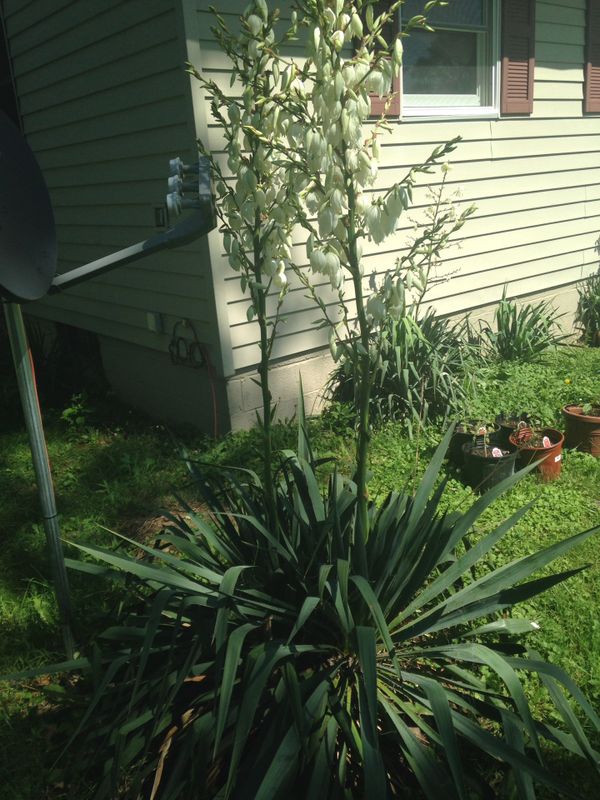 Yucca plants, please read info for Sale in Brunswick, OH