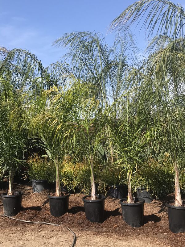 Queen Palms Trees 7ft tall 49 each for Sale in Menifee, CA OfferUp