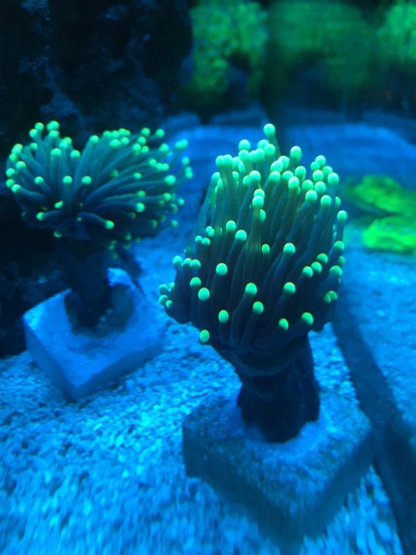 Coral Reefs Black Torch Neon Tips for Sale in Los Angeles, CA OfferUp