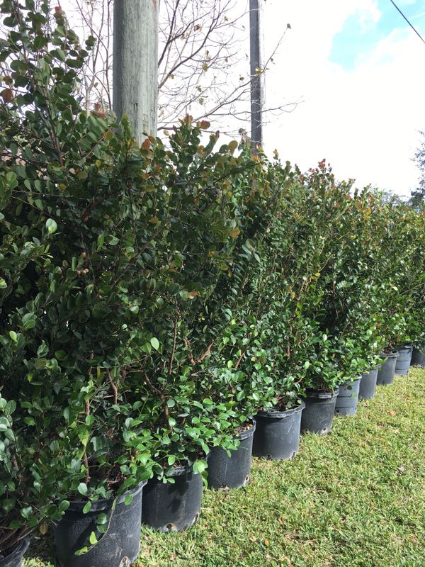 Coco plum trees hedge plants for privacy fence for Sale in Cooper City ...